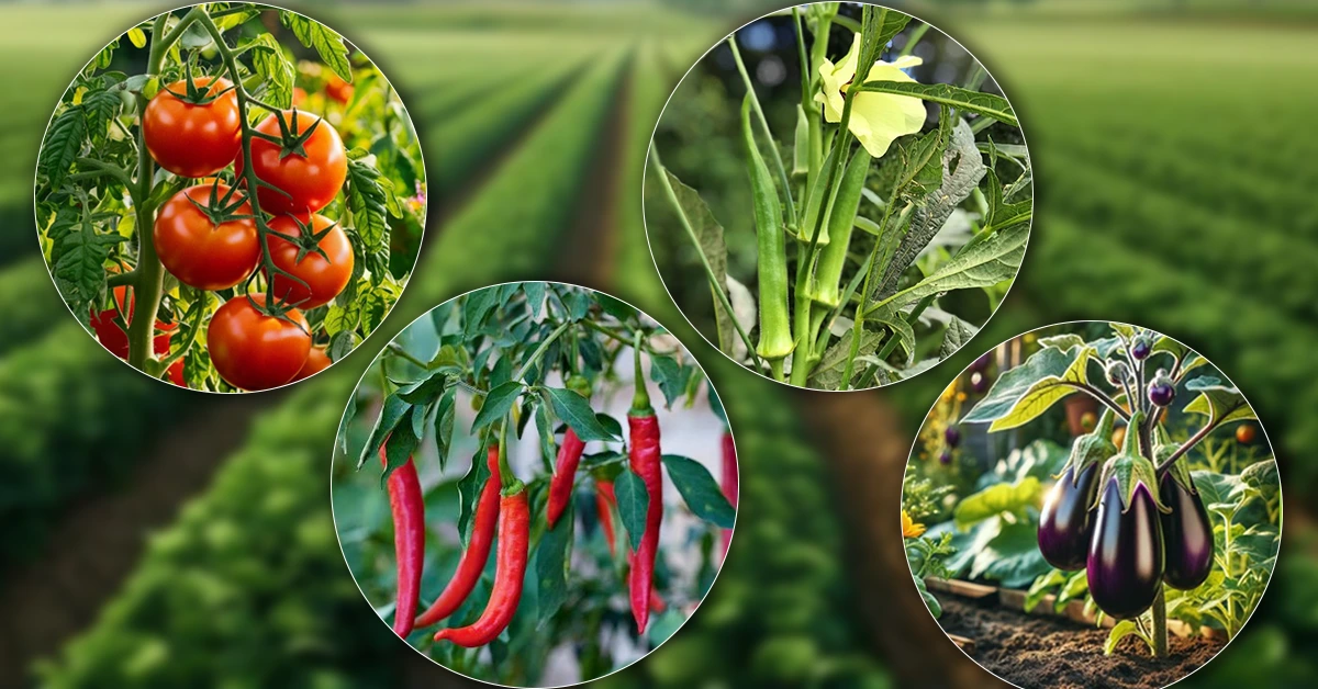 किसानों की आमदनी बढ़ाने का बड़ा मौका! बागवानी में इन 4 फसलों की खेती पर सरकार दे रही 50% तक सब्सिडी।