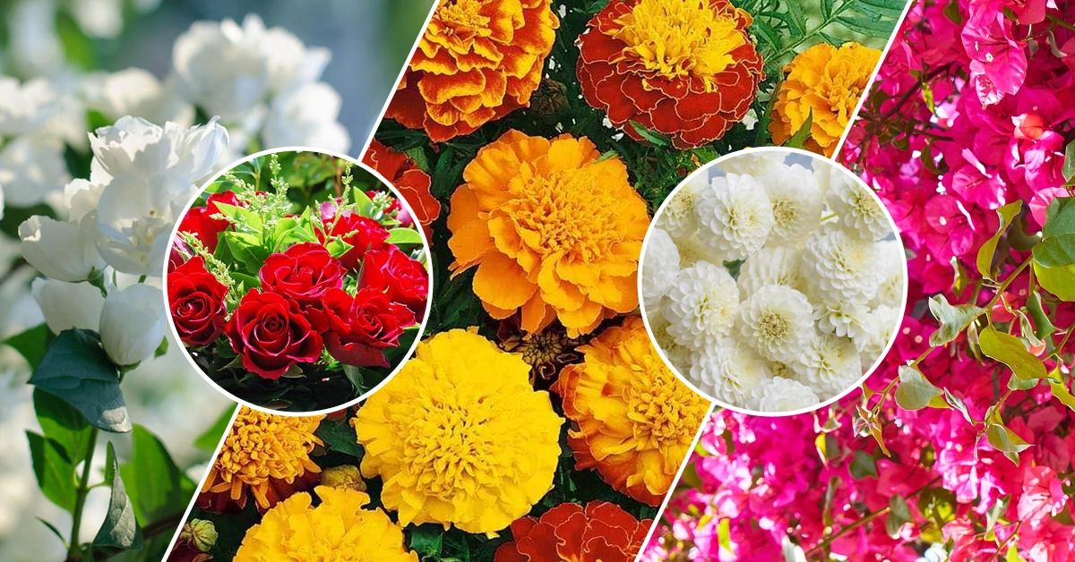 सितंबर में ऐसे करें फूलों की खेती कम समय में होगा, ज्यादा मुनाफा।