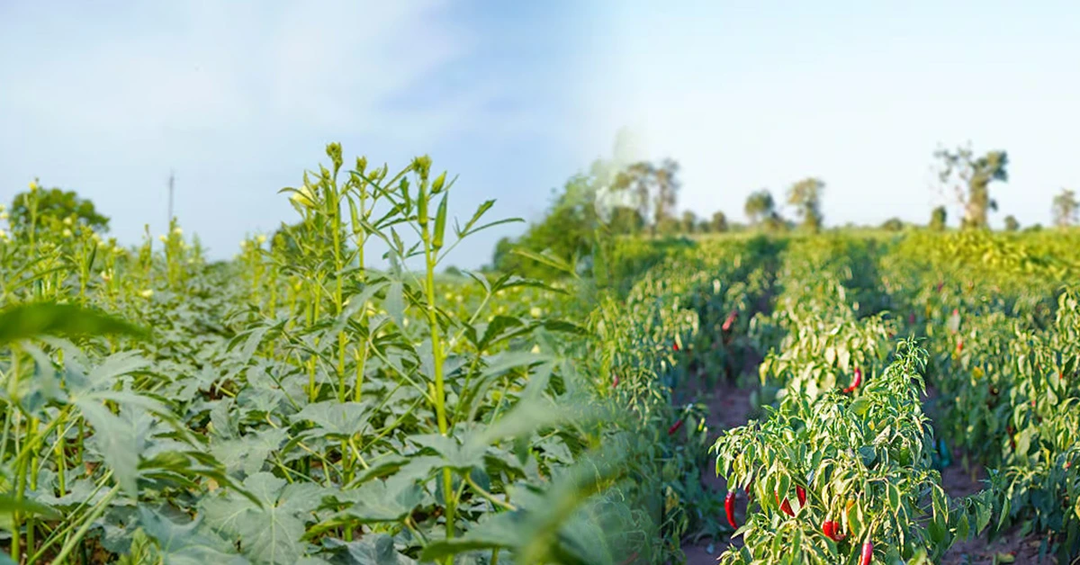 मिश्रित खेती बनी बिहार के किसान की तरक्की की राज , मिर्च और भिन्डी से हो रही लाखों की कमाई !