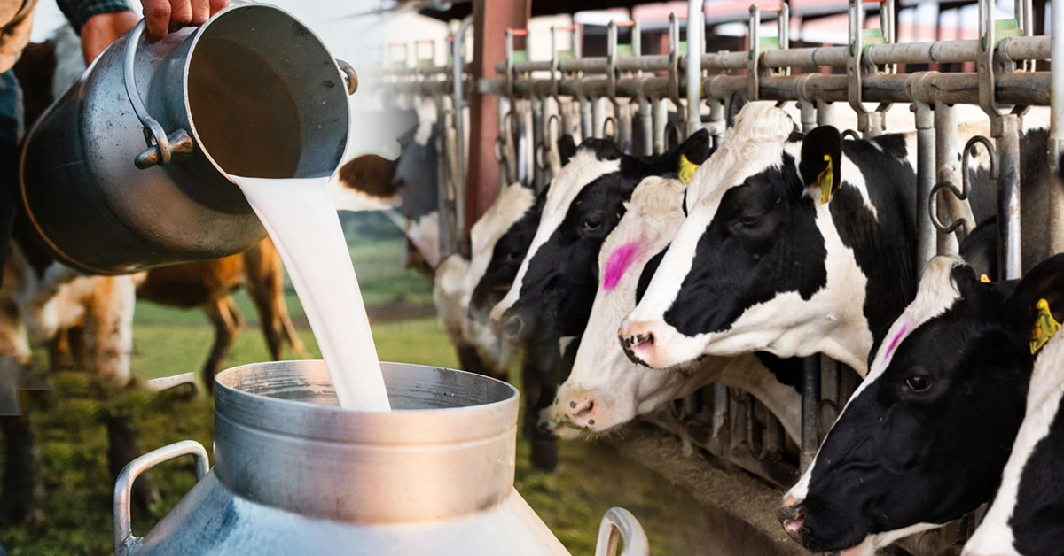 सफल डेयरी फार्मिंग (Dairy Farming) के लिए ऐसे करें पशुओं की देखभाल और पोषण