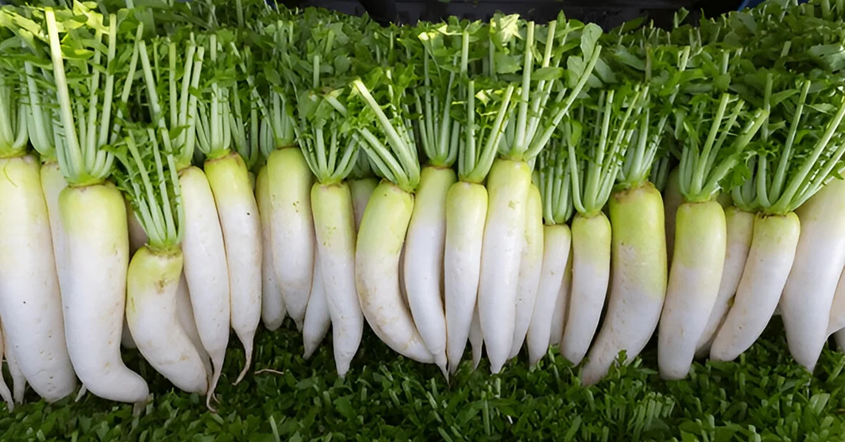 हाथ से बुवाई को कहो Bye-Bye! अब Seeder Machine से बनाये मूली की खेती को सुपरफ़ास्ट